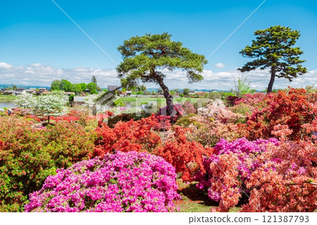 館林市杜鵑之丘公園的杜鵑花 館林市杜鵑之丘公園的杜鵑花 121387793