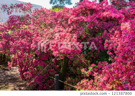 館林市杜鵑之丘公園的杜鵑花 館林市杜鵑之丘公園的杜鵑花 121387800