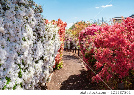 館林市杜鵑之丘公園的杜鵑花 館林市杜鵑之丘公園的杜鵑花 121387801