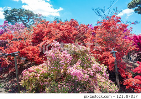 館林市杜鵑之丘公園的杜鵑花 121387817