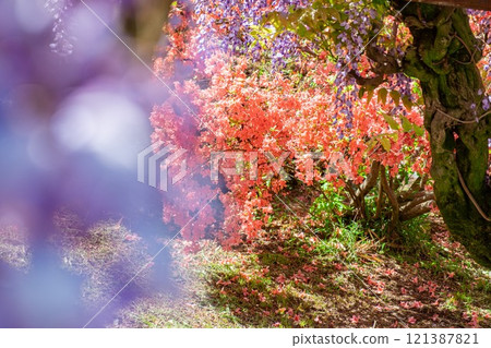 Azaleas and wisteria at Tsutsujigaoka Park in Tatebayashi City 121387821