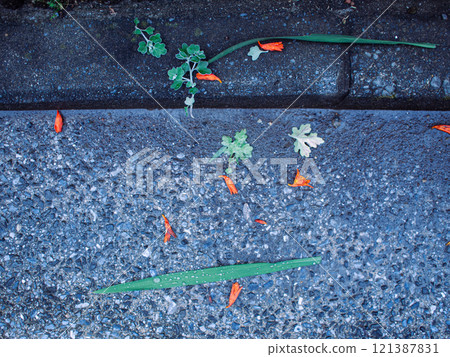 Orange blossoms and leaves scattered on the ground Orange blossoms and leaves scattered on the ground 121387831