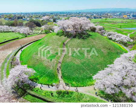 行田市崎玉古墳公園的古墓與櫻花 121388150
