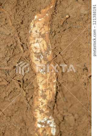 Wild yam (Japanese yam) 121388191