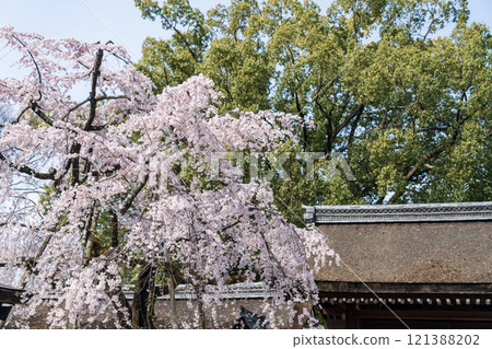 平野神社貝櫻 121388202