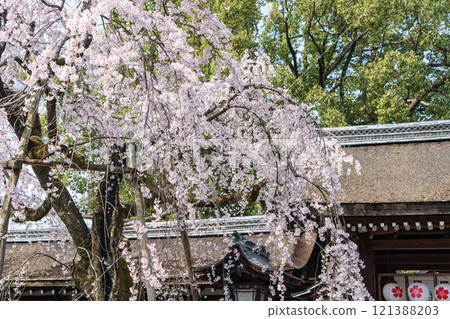 平野神社貝櫻 121388203