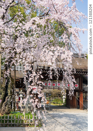平野神社的櫻井 121388204