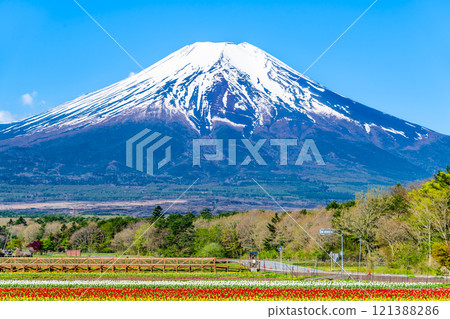 Mt. Fuji and Tulips ~Yamanakako Flower Park~ Mt. Fuji and Tulips ~Yamanakako Flower Park~ 121388286
