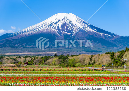 Mt. Fuji and Tulips ~Yamanakako Flower Park~ 121388288