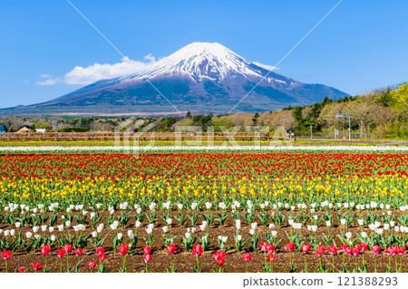 Mt. Fuji and Tulips ~Yamanakako Flower Park~ Mt. Fuji and Tulips ~Yamanakako Flower Park~ 121388293