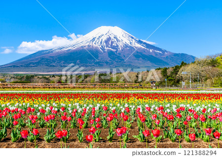 富士山和鬱金香～山中湖花宮公園～ 121388294