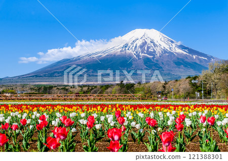 Mt. Fuji and Tulips ~Yamanakako Flower Park~ 121388301