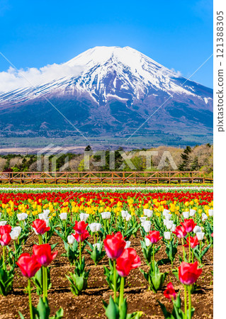 Mt. Fuji and Tulips ~Yamanakako Flower Park~ 121388305