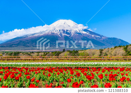 Mt. Fuji and Tulips ~Yamanakako Flower Park~ Mt. Fuji and Tulips ~Yamanakako Flower Park~ 121388310