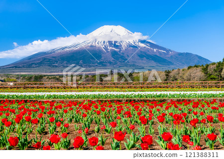 富士山和鬱金香～山中湖花宮公園～ 121388311