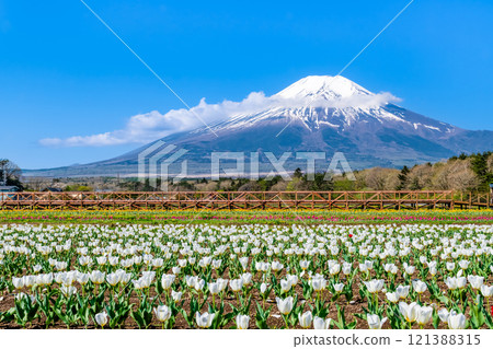 Mt. Fuji and Tulips ~Yamanakako Flower Park~ 121388315