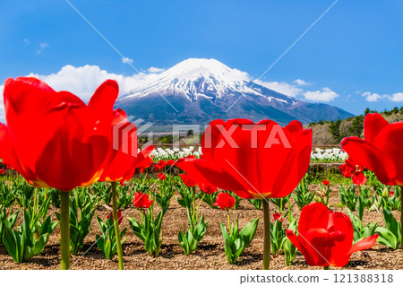 Mt. Fuji and Tulips ~Yamanakako Flower Park~ 121388318