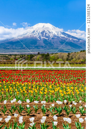 富士山和鬱金香～山中湖花宮公園～ 121388324