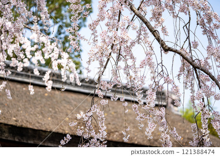 Sakura of Hirano Shrine Sakura of Hirano Shrine 121388474
