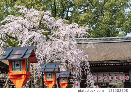 Sakura of Hirano Shrine Sakura of Hirano Shrine 121388508