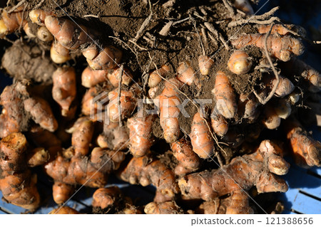Harvested turmeric 121388656