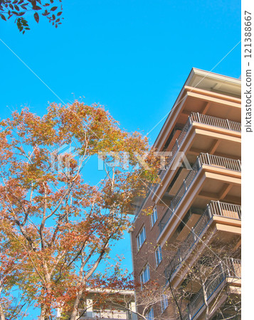 Luxury apartment building in Hiroo during autumn foliage season Cityscape (December 2024) 121388667