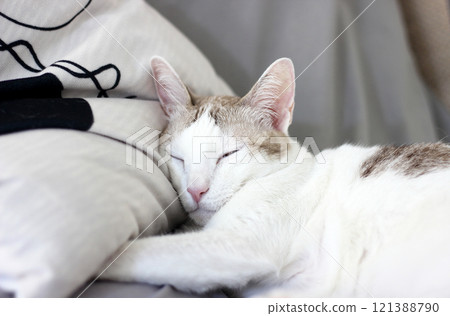 A cat is sleeping on a pillow 121388790