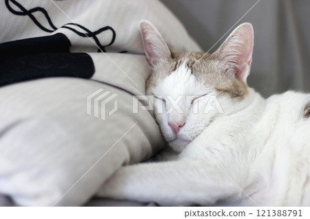 A cat is sleeping on a pillow 121388791