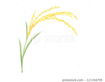 Simple watercolor illustration of rice ears Simple watercolor illustration of rice ears 121388795