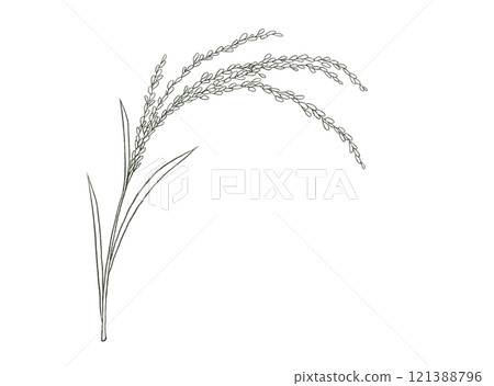 Simple line drawing of rice ears 121388796