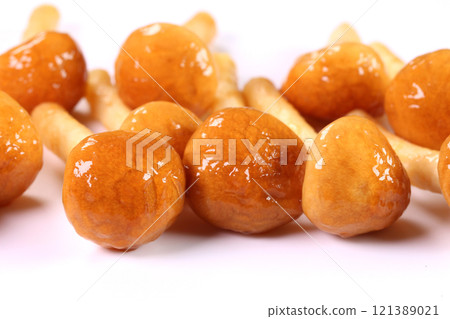 白色背景特寫的滑子菇 白色背景特寫的滑子菇 121389021