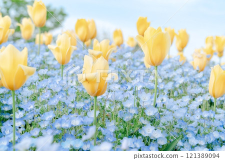 The beauty of yellow tulips and nemophila 121389094