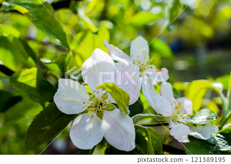 Spring pink and white flowers Spring pink and white flowers 121389195