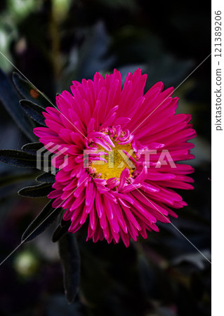 Pink beauty flower in the garden 121389206