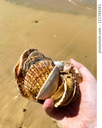 some seashells on the beach 121389261