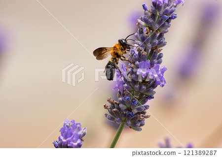 Leafcutter bee sucking lavender nectar Leafcutter bee sucking lavender nectar 121389287