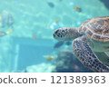 Sea turtle swimming elegantly 121389363