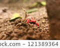 Crab walking alone 121389364
