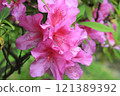 Landscape with azalea flowers 121389392