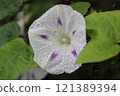 Morning glory flower wet with rain 121389394