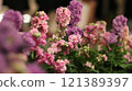 pink flowers are blooming 121389397