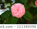 Beautiful pink rose 121389398