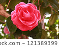 red camellia flower 121389399