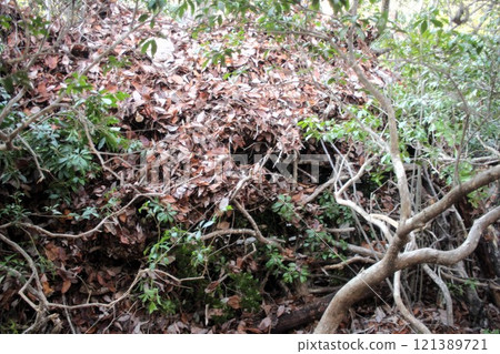 Debris Hut Camp 121389721