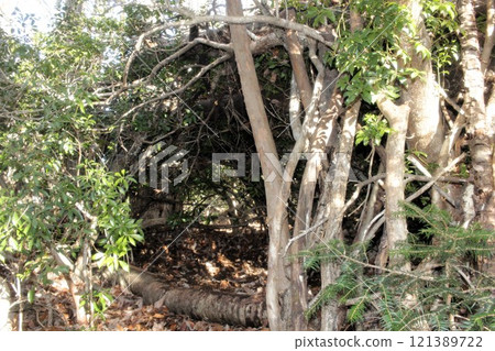 廢墟小屋營地 121389722