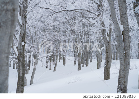Beech forest in winter 121389836