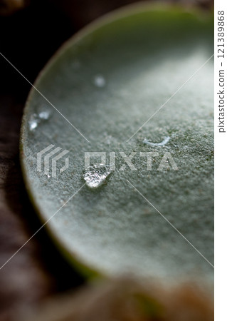 Bika Kushida Bika Kushida 121389868