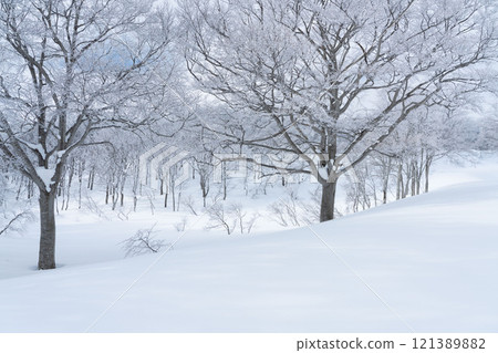 冬天的山毛櫸林 121389882