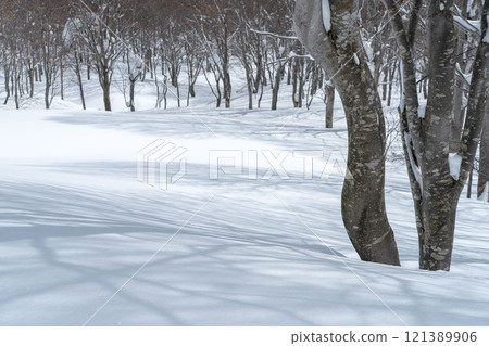 Beech forest in winter 121389906