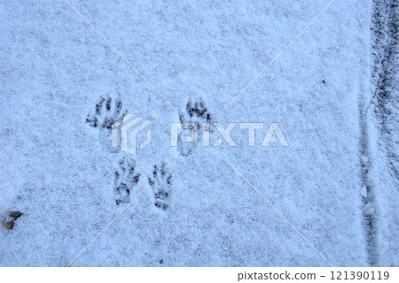 squirrel footprints on the snow squirrel footprints on the snow 121390119